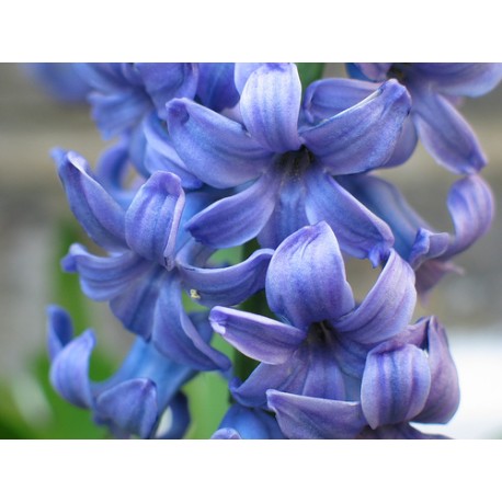 Hyacinth Stick  Incense
