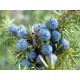 Juniper Stick  Incense
