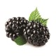 Blackberry Oil