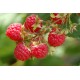 Raspberry Oil