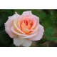 Tea Rose Oil