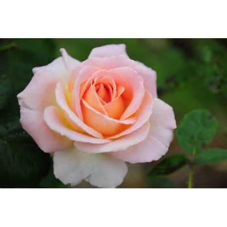 Tea Rose Oil