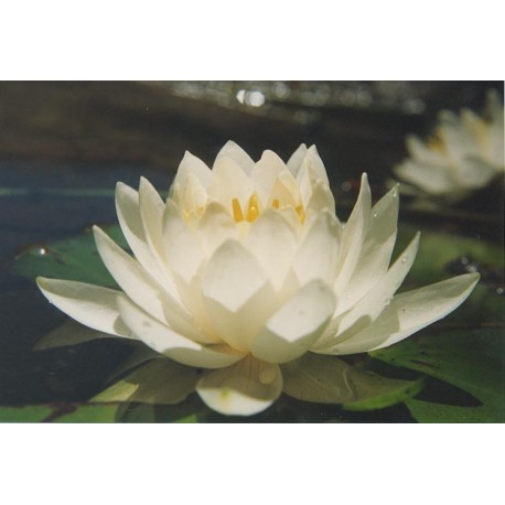 Water Lily Oil