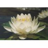 Water Lily Oil